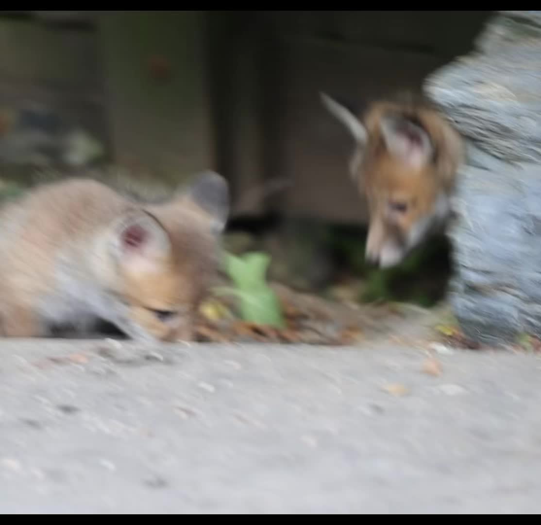 @gp_wildlife