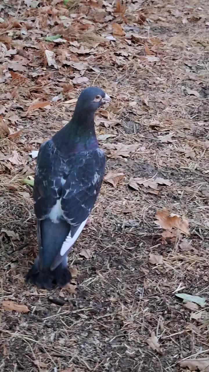 @Kaszkadorshow.hu