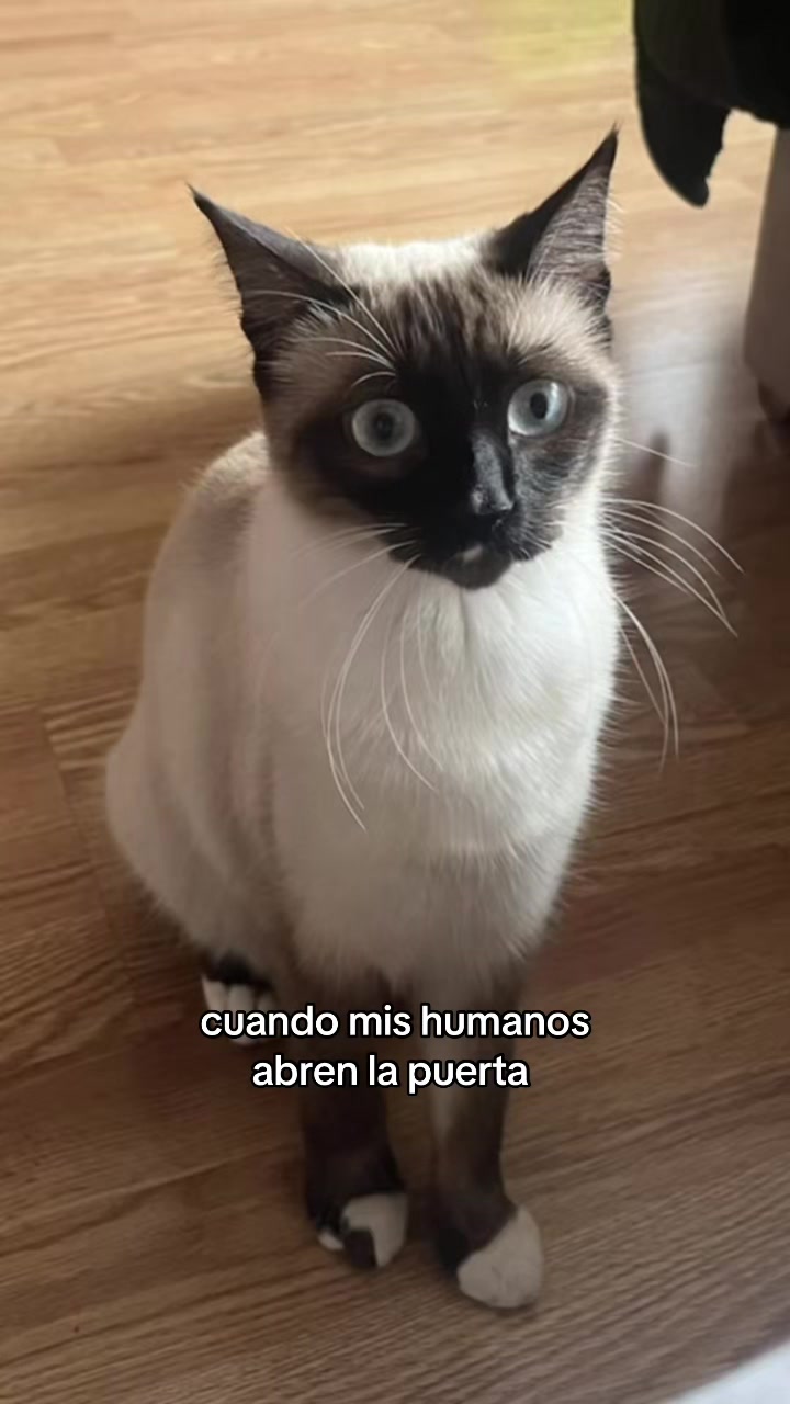 @irina.g16_