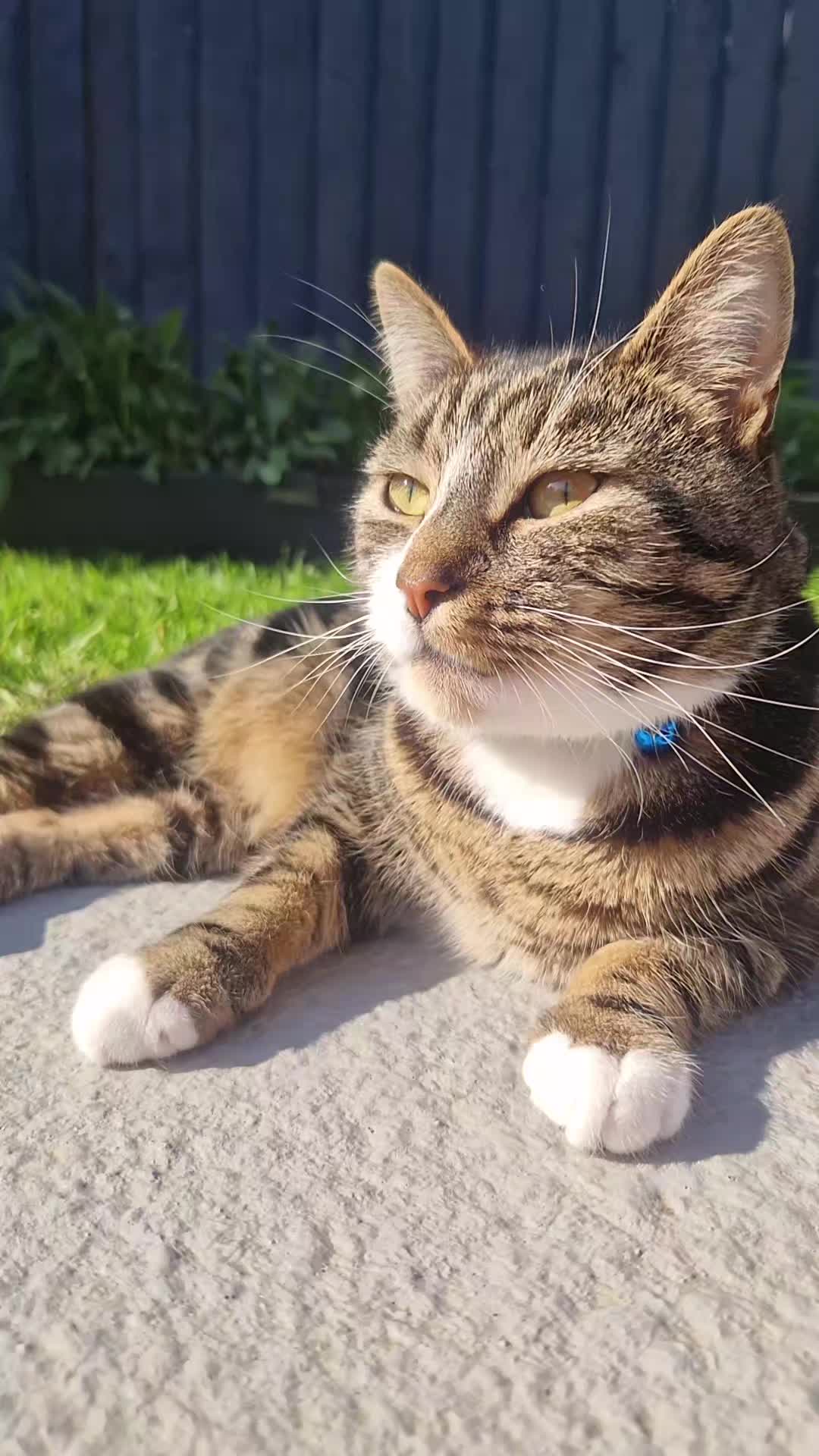 @Banjothecat2024