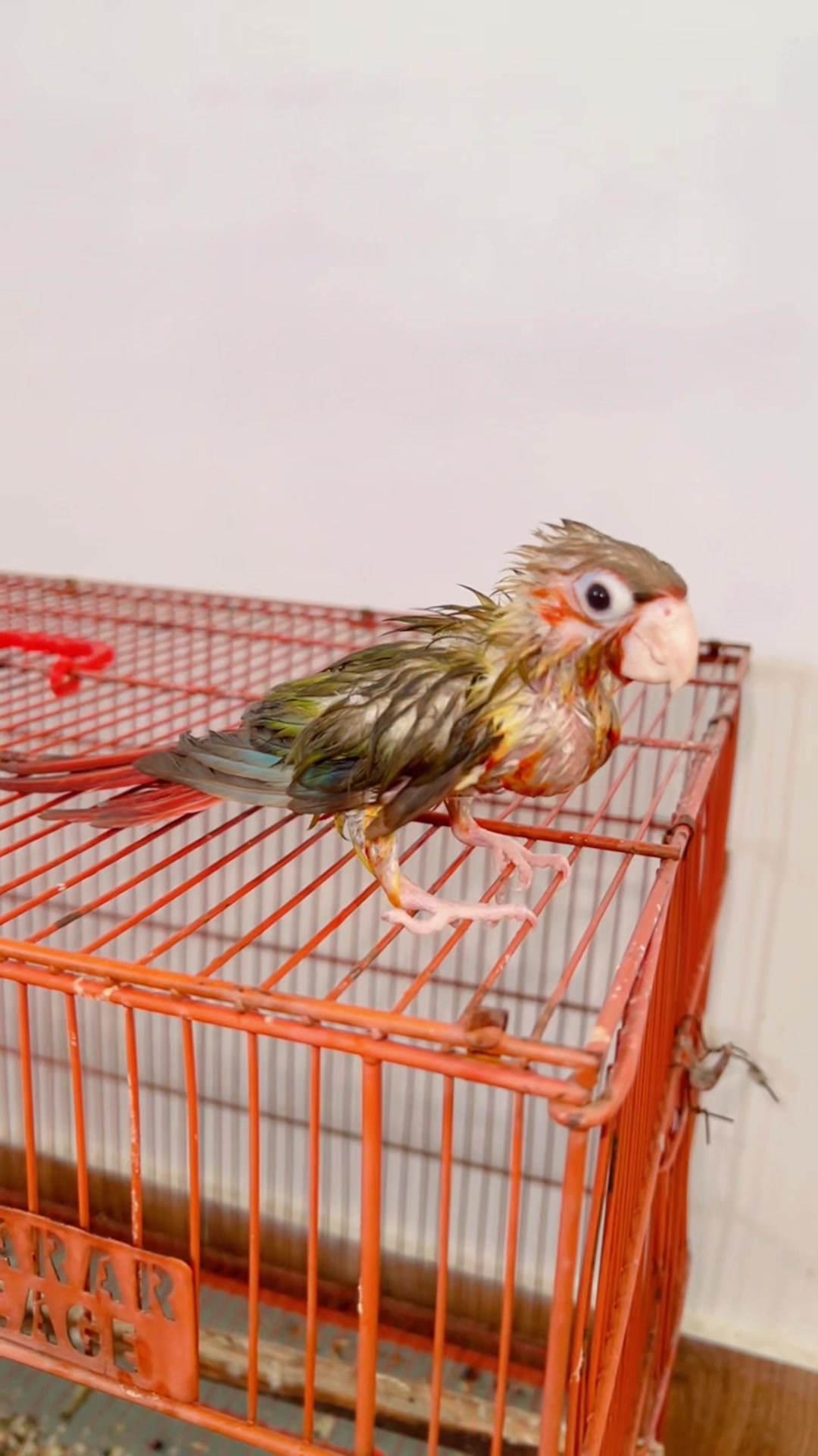 @Zozi Aviary