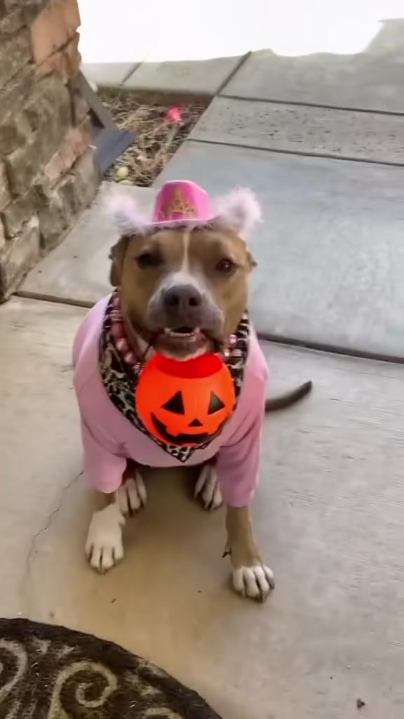 @Indie.pittie