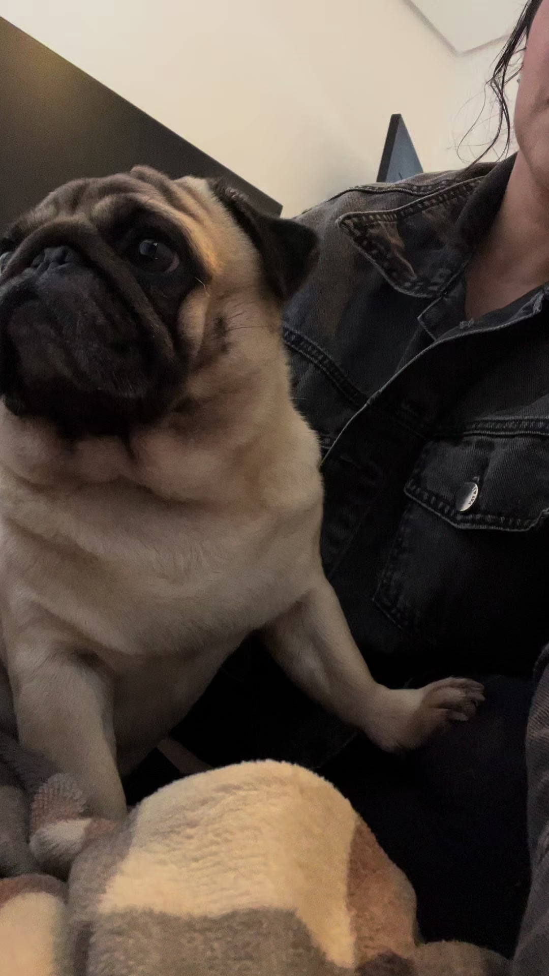 @pugSofyHarry