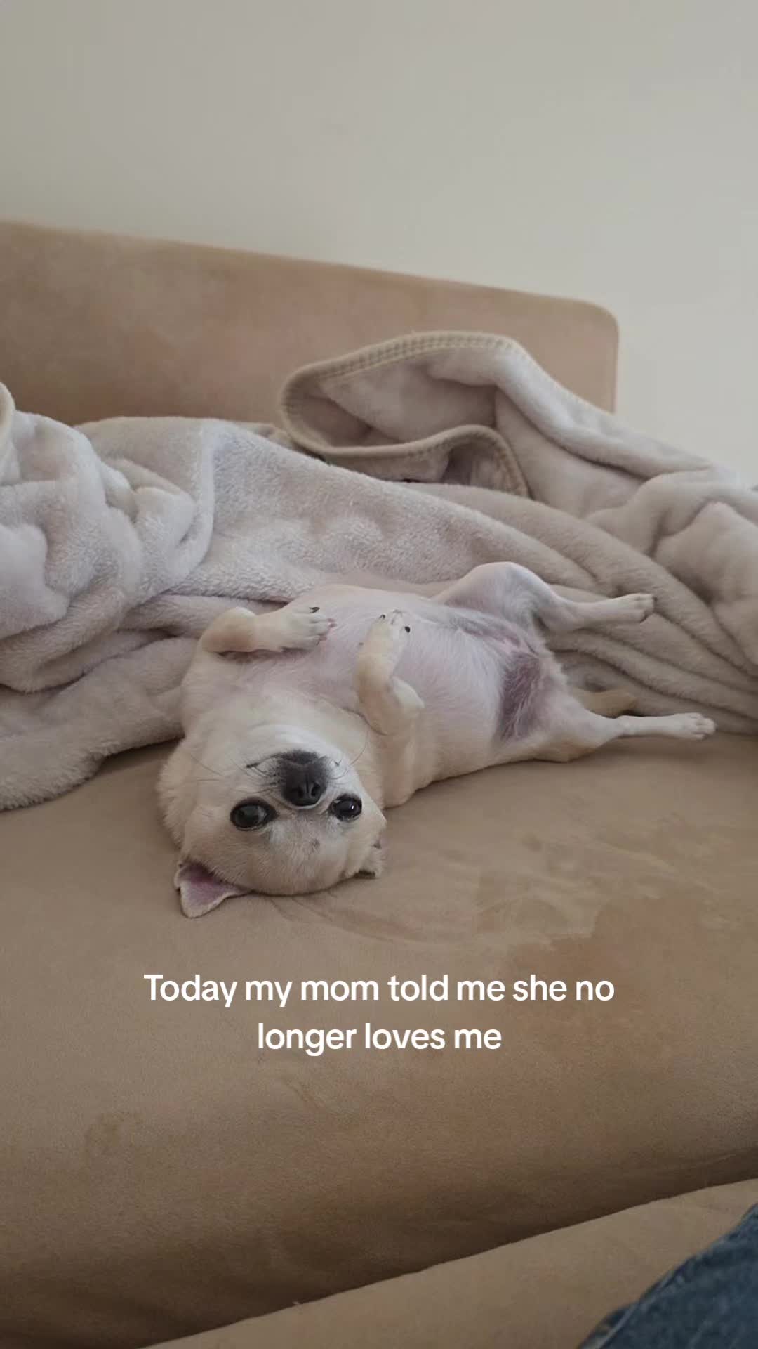 @Camila, a Chihuahua