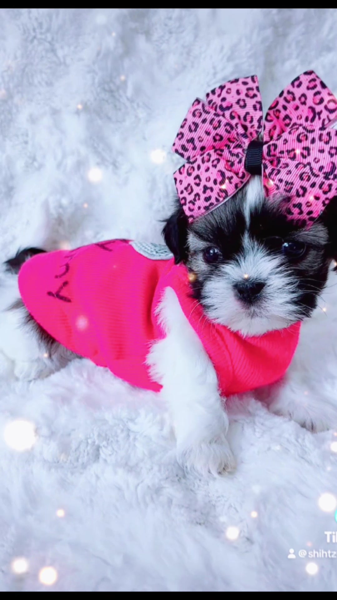 @SHIHTZU SOIRÉE