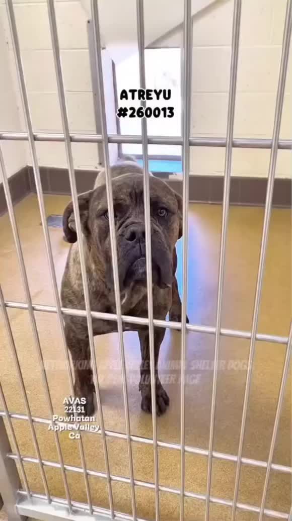 @Cane Corsos