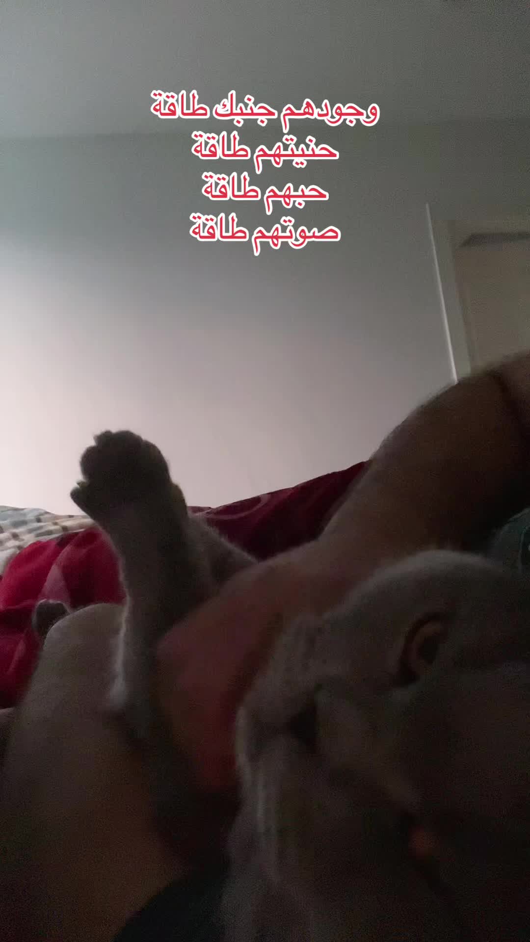 @Ibrahim😻Marius