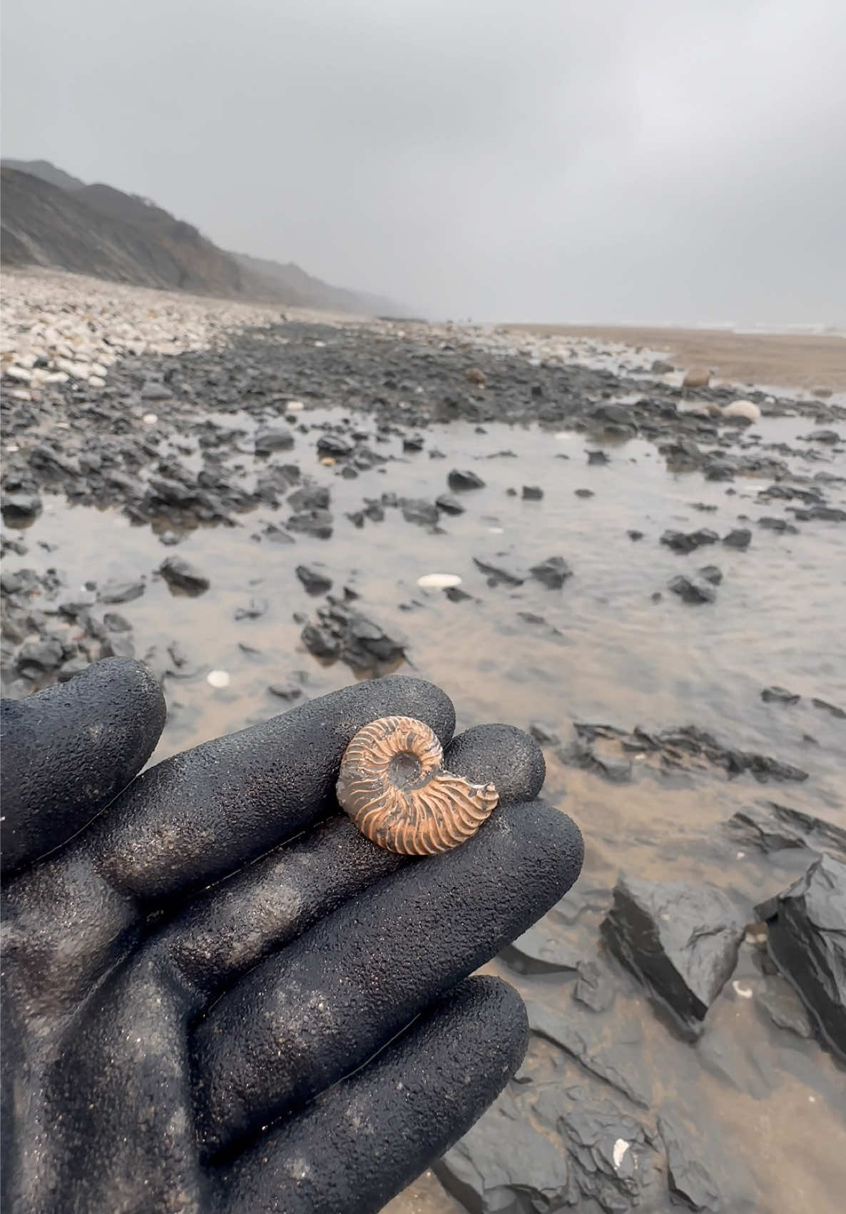 @yorkshire.fossils