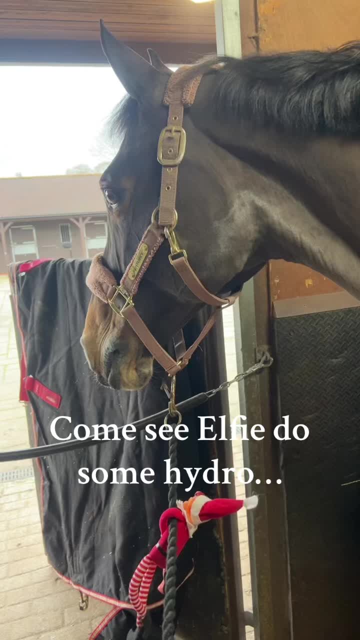 @Rookery Equine