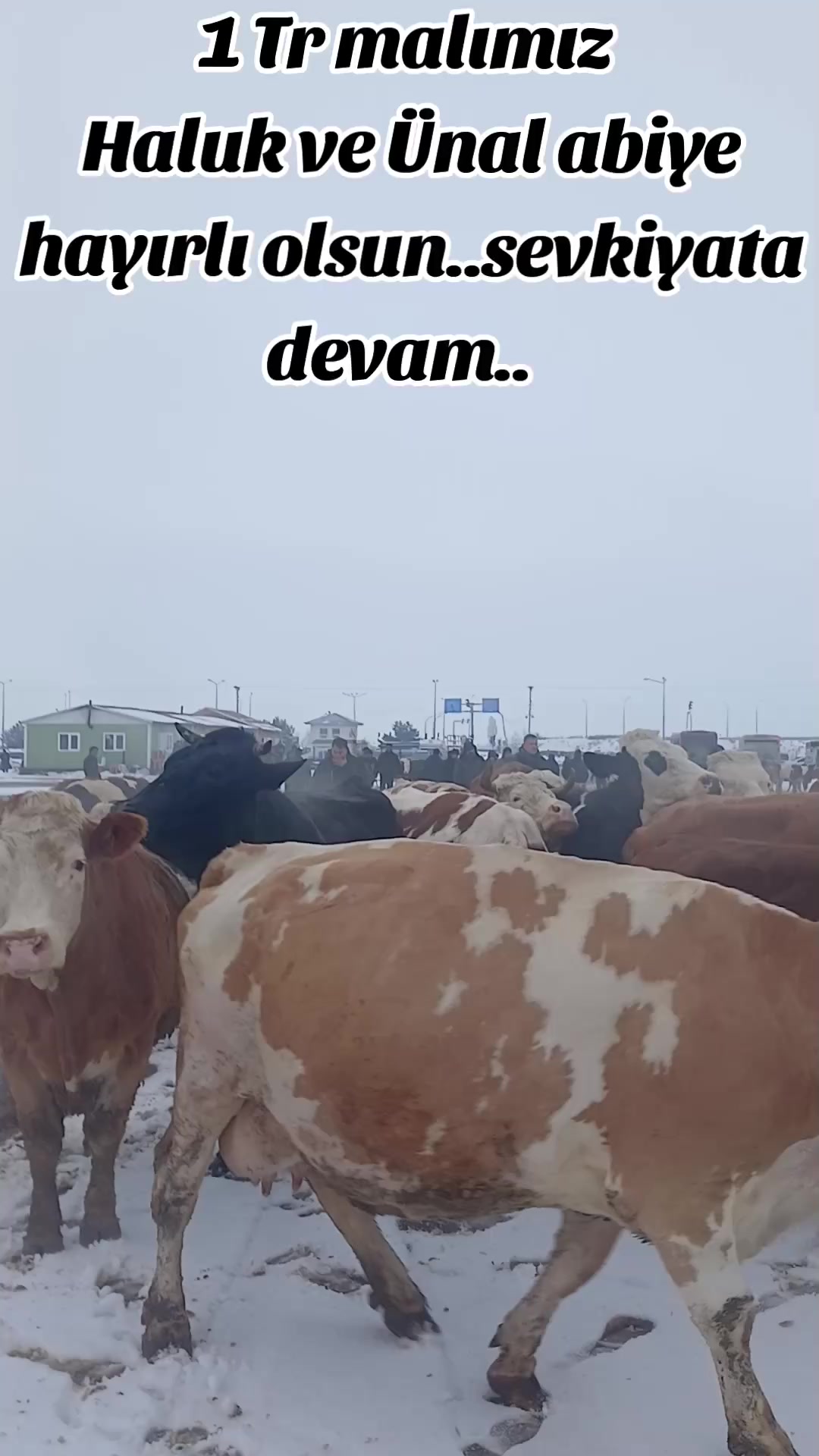 @Mıraz Demir