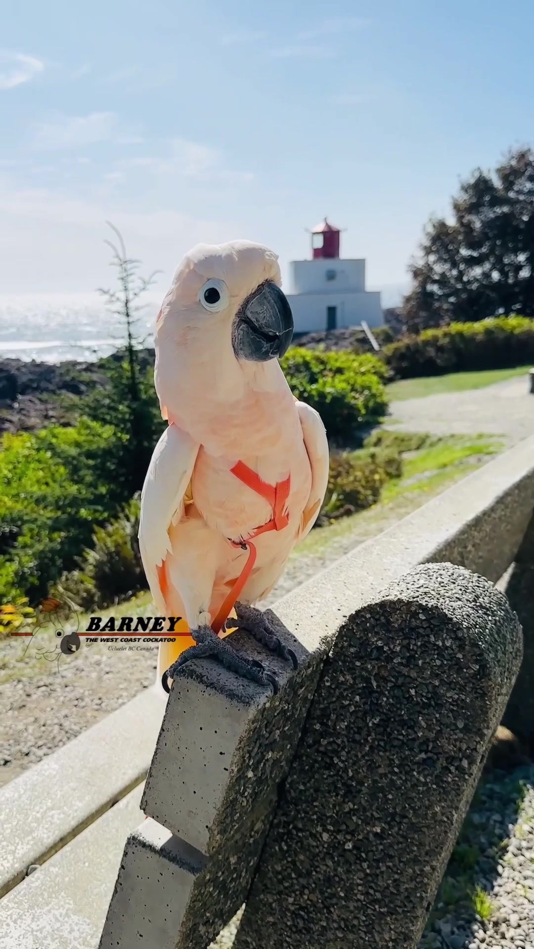 @Barney the West Coast Cockatoo