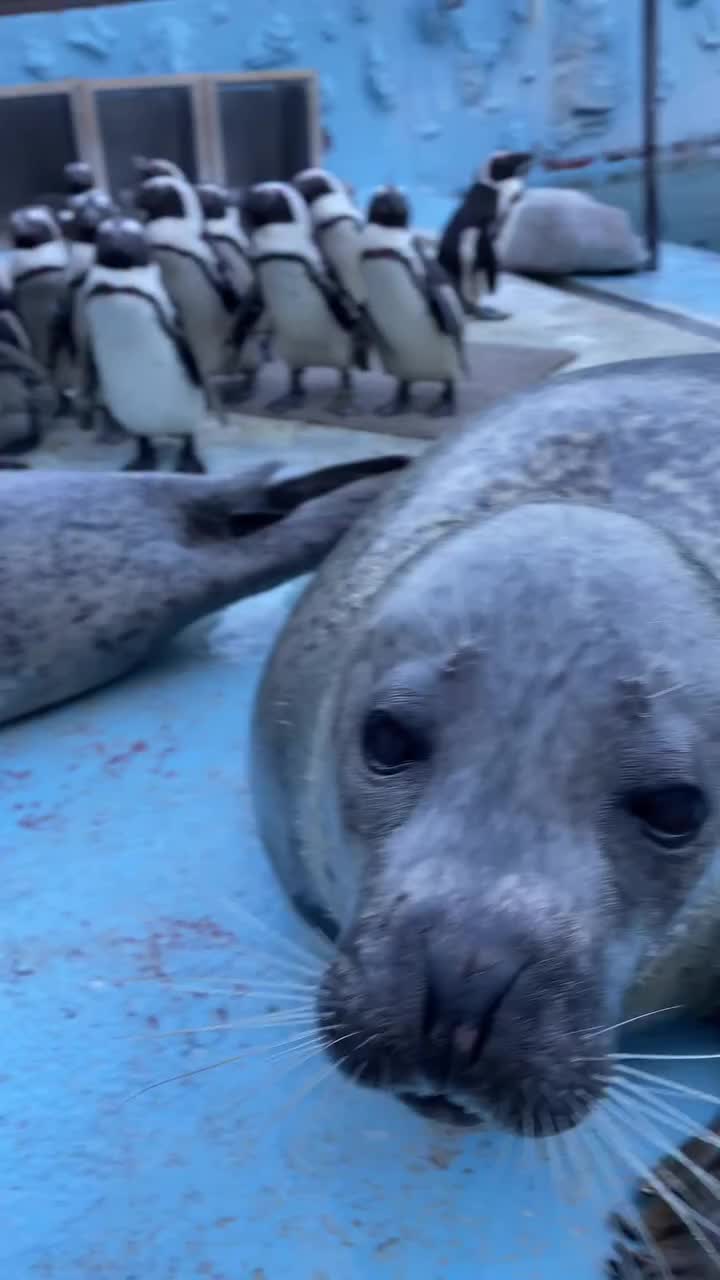 @🦭🦭