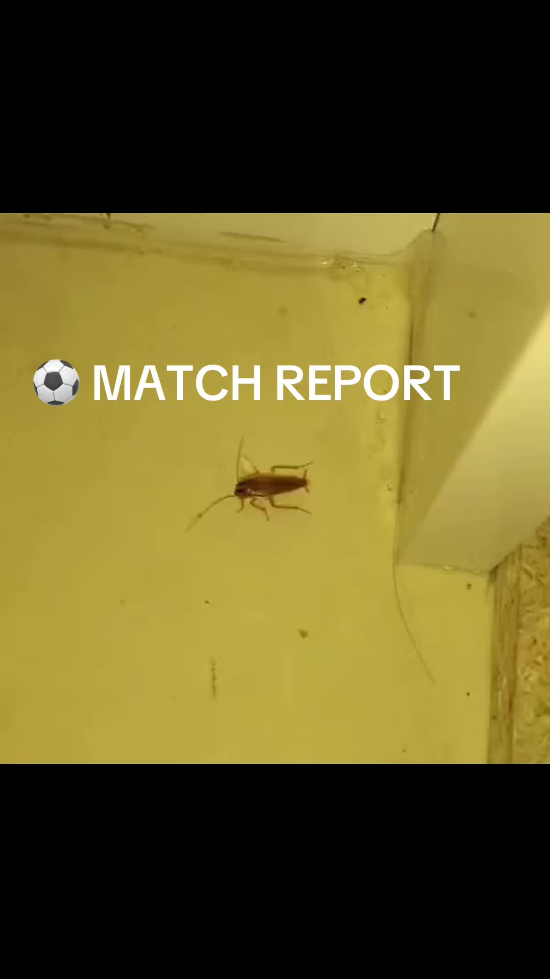 @Imperium Pest Control