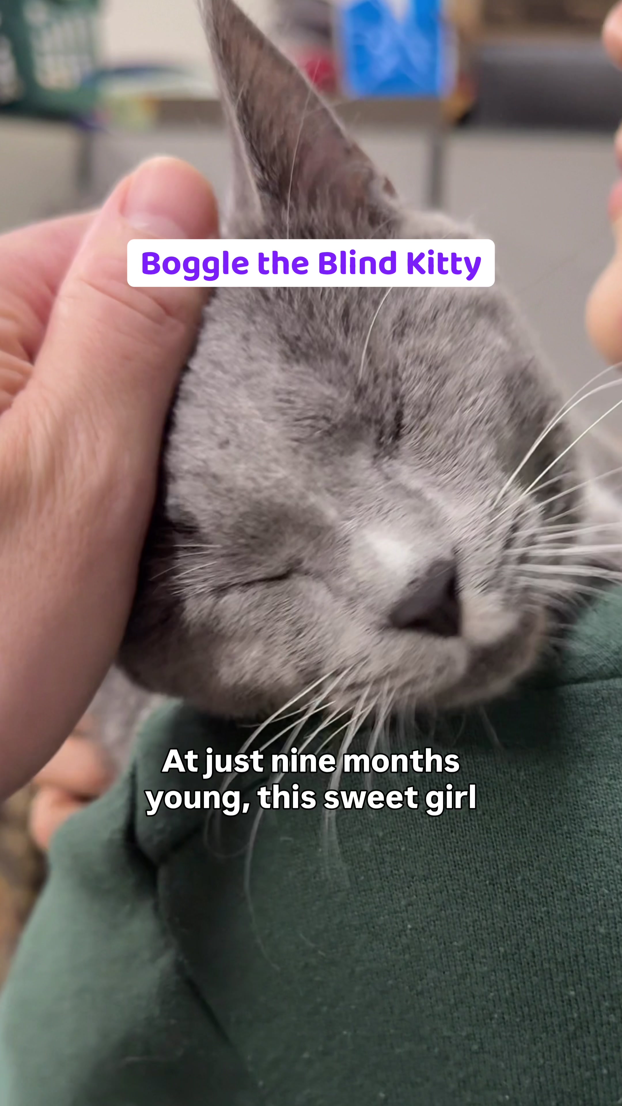 @Paws and Prayers