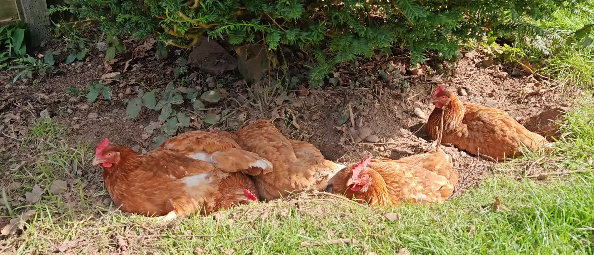 @Little Laying Chickens Shop