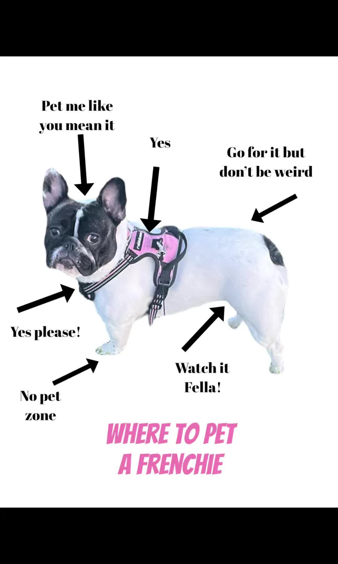 @Luna the Frenchie & Friends