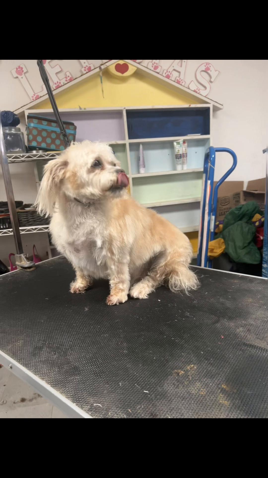 @Doggie Dog World