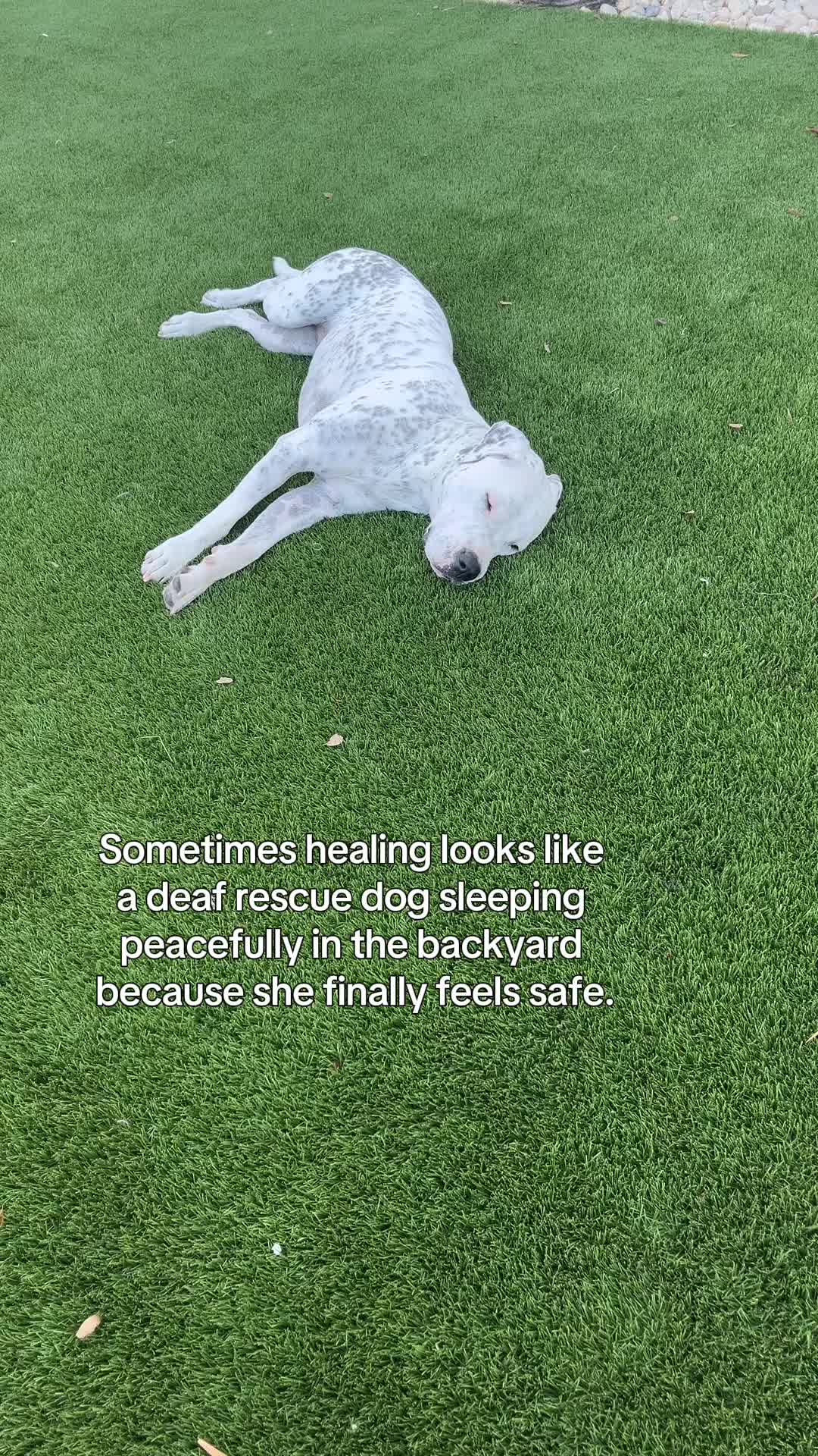 @lifewithstella