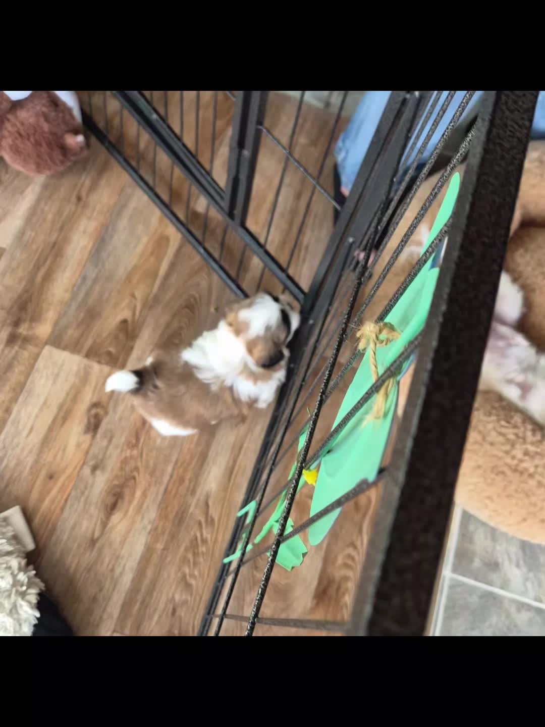 @Barb's Precious Pups