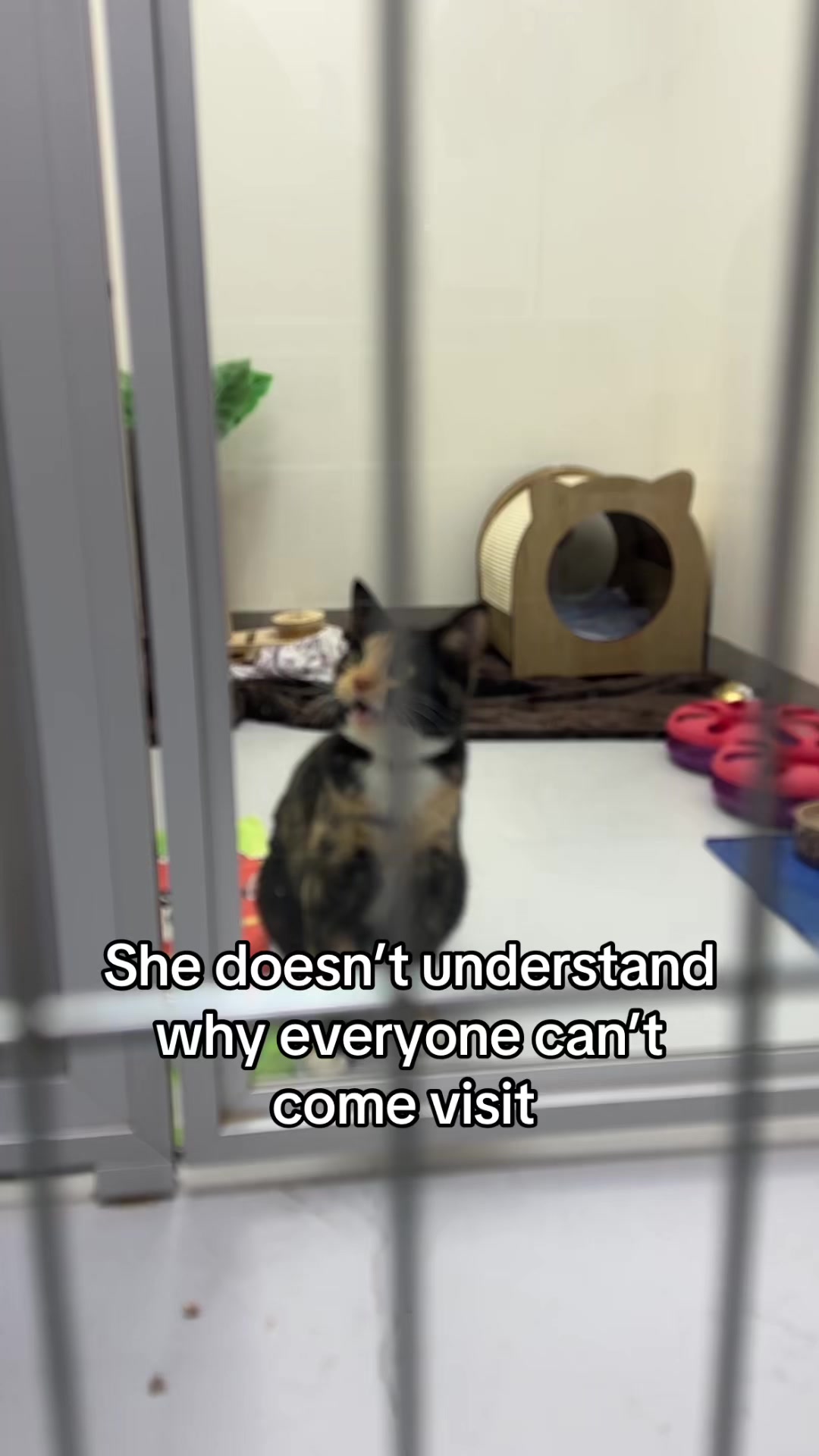 @Calgary Humane Society