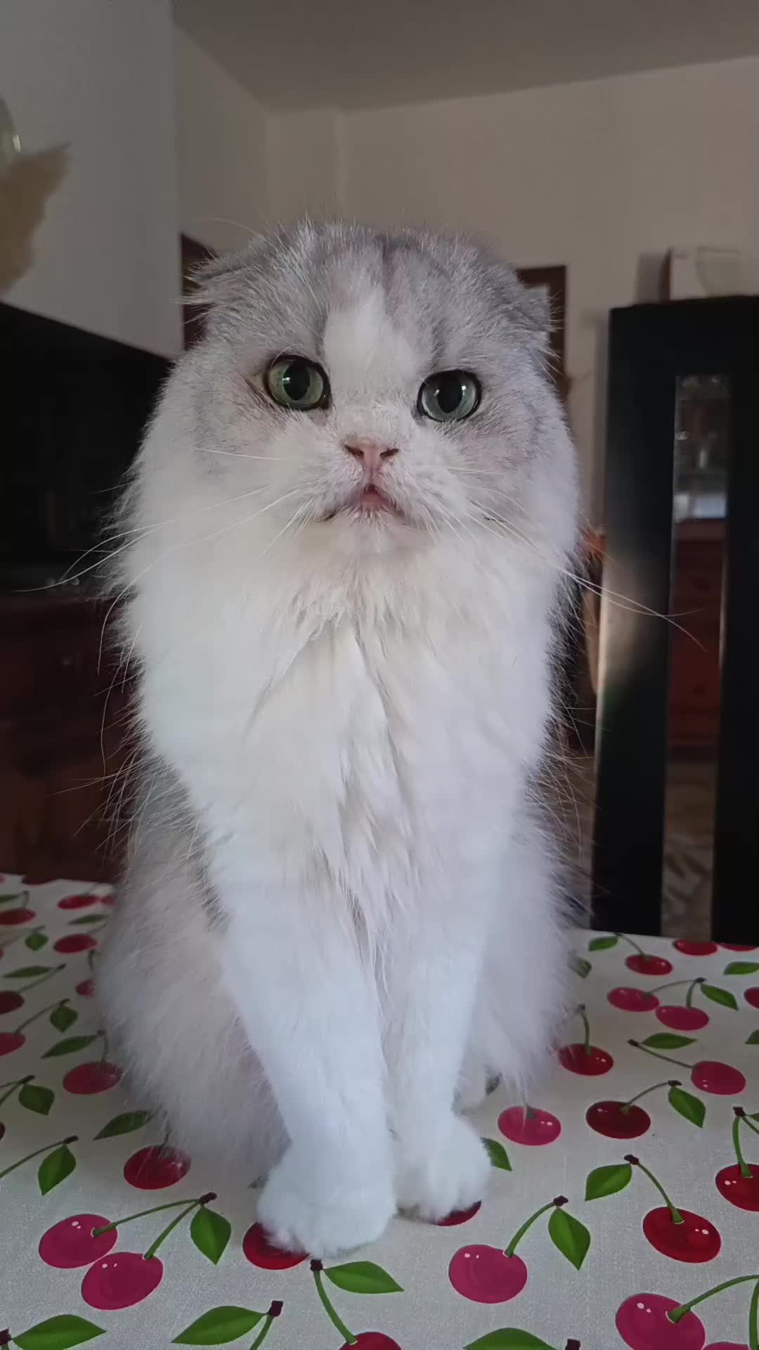 @Gaston & Margot 🐈♥️🐱