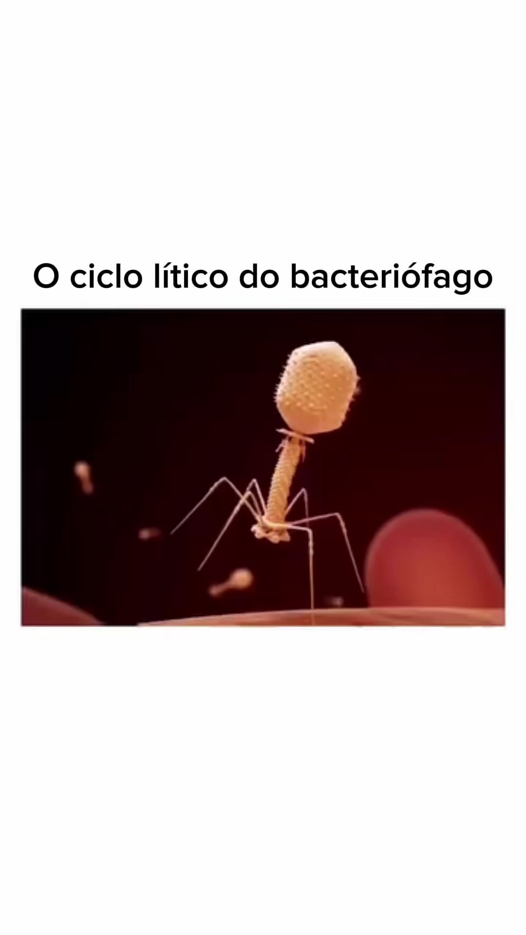 @mundomicrobr