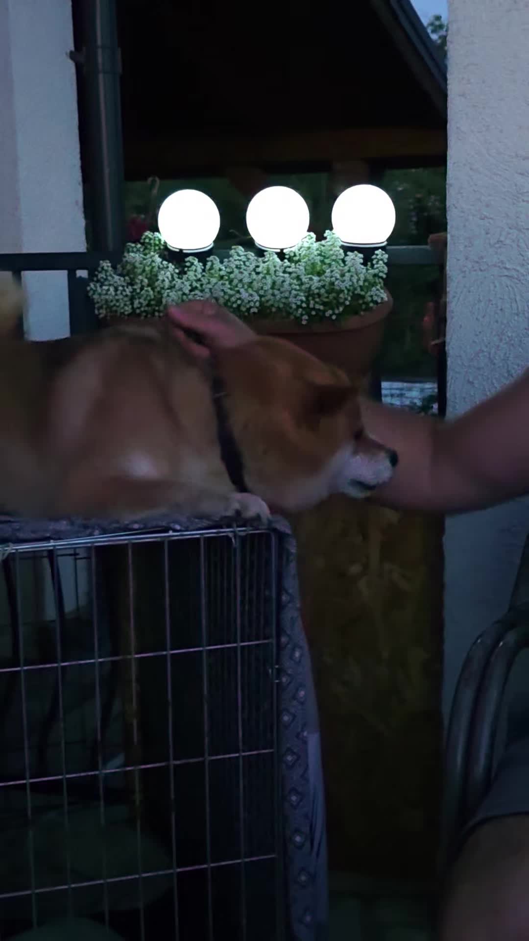 @Spirit of Asia Kennel
