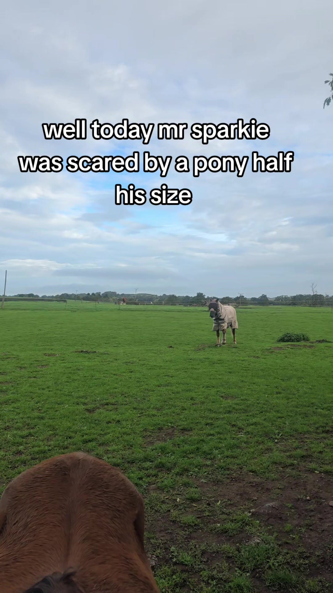 @ponymidlifecrisis