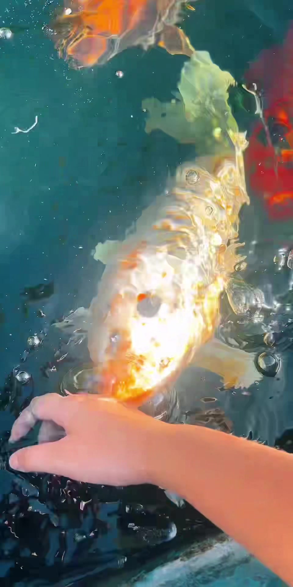 @Kev’s Koi