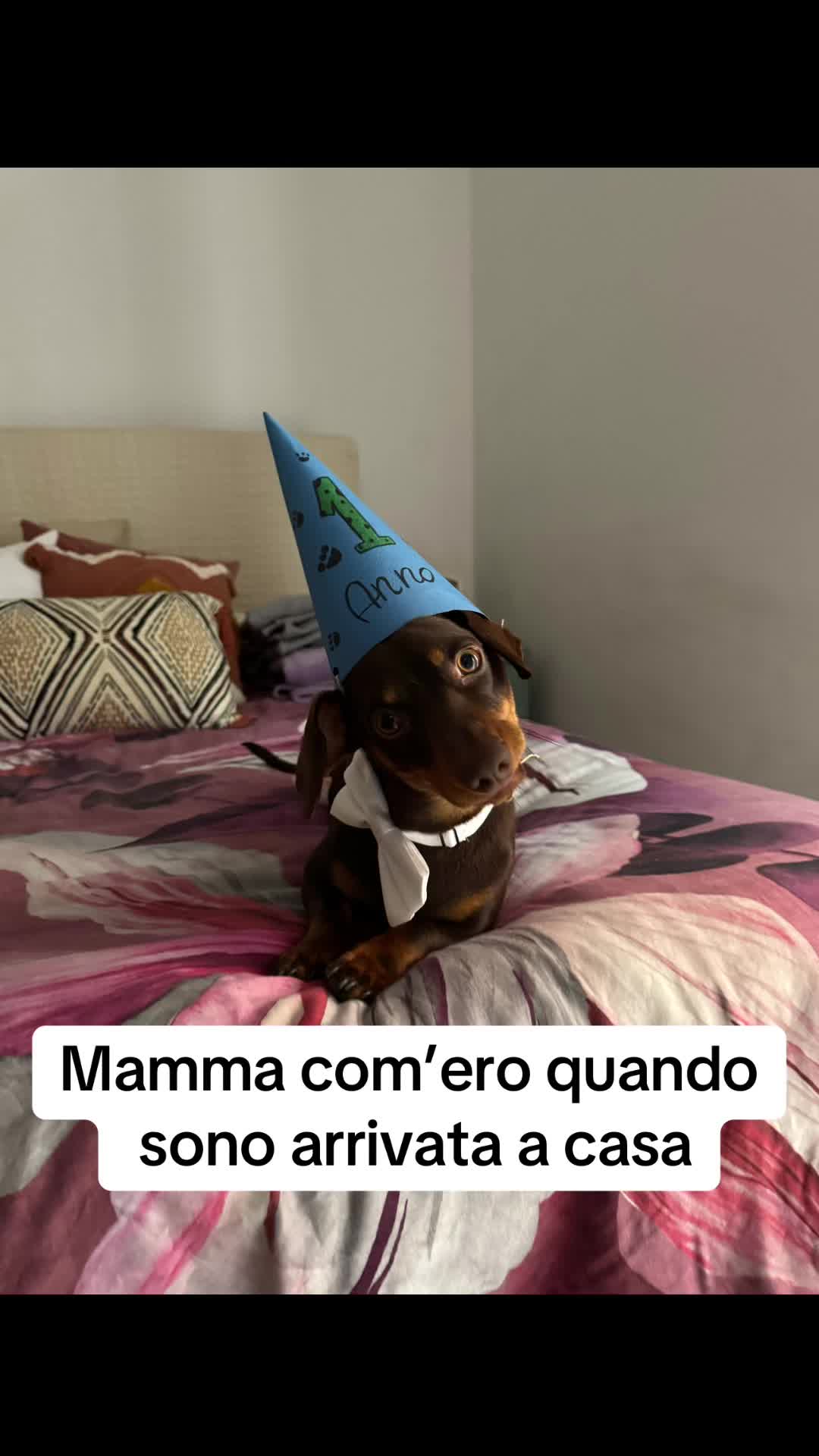 @🐾Mirtillo il bassotto🐾
