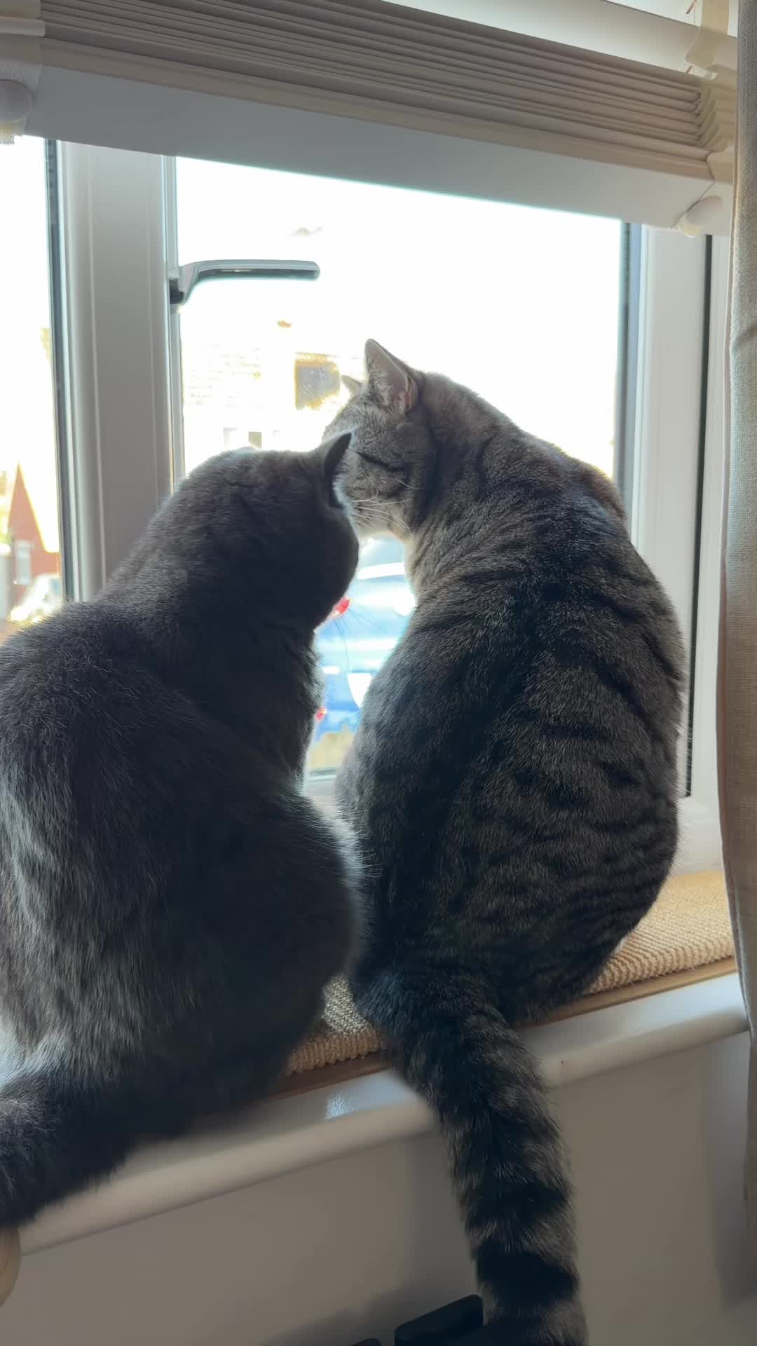 @Otis&Luna