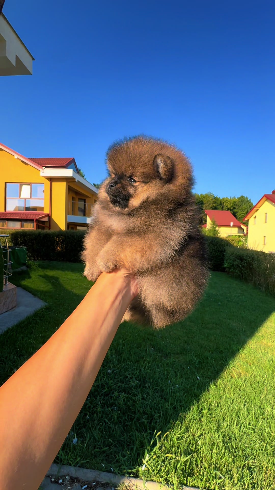 @Pomeranian.Glamour