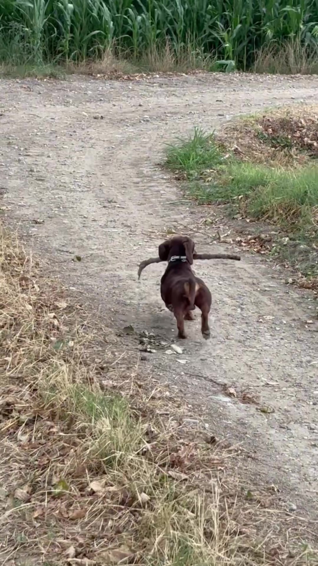 @giotto🐾