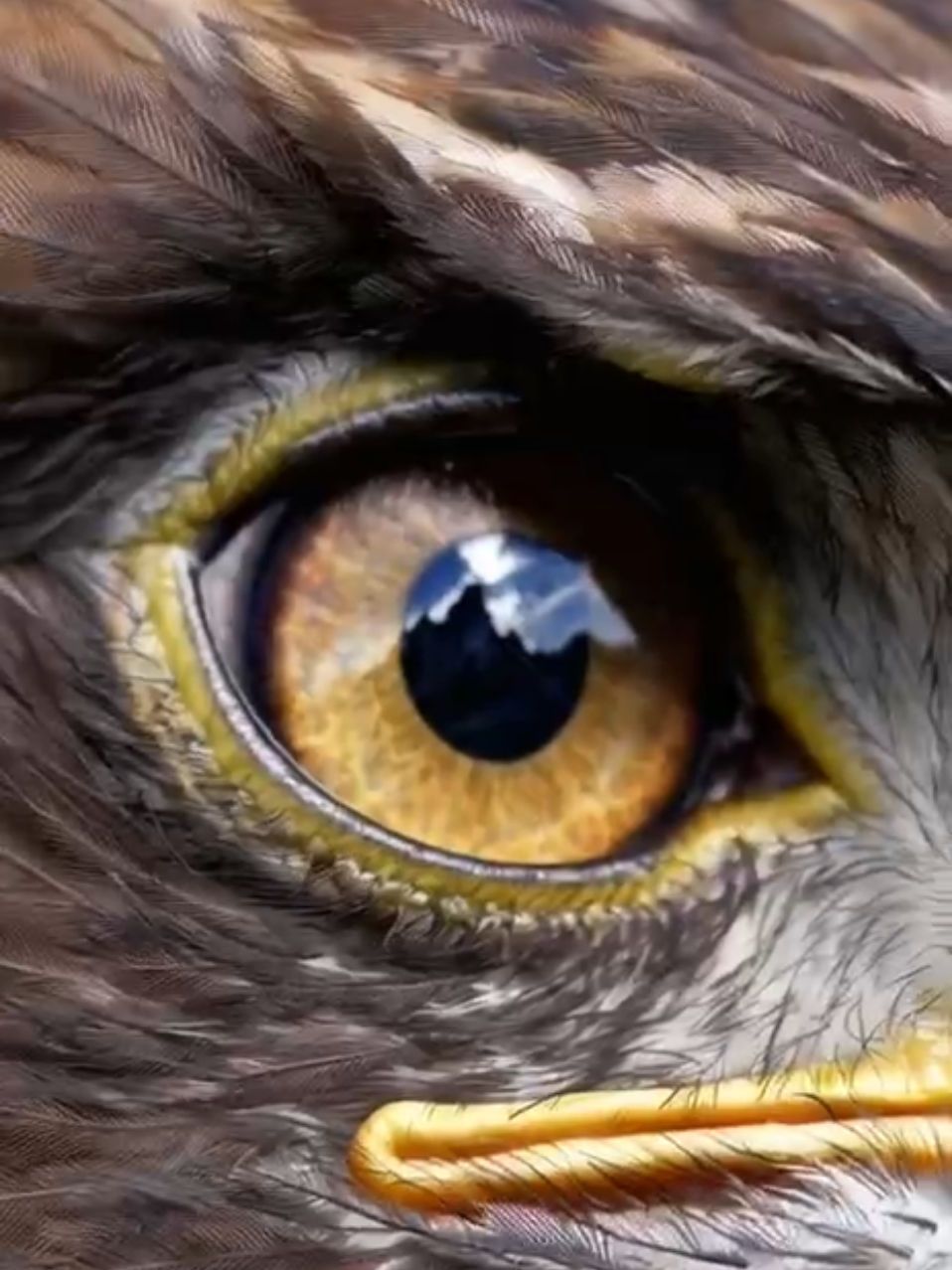 @Eyes