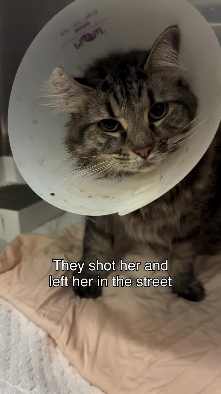 @love for all paws rescue