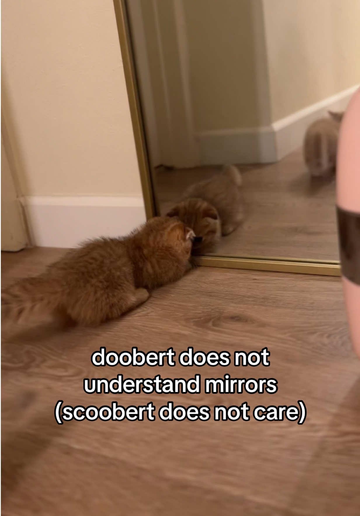 @honey butter chicken biscuit