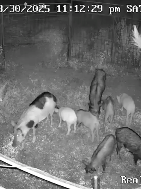 @Hog Brothers Custom Hog Traps