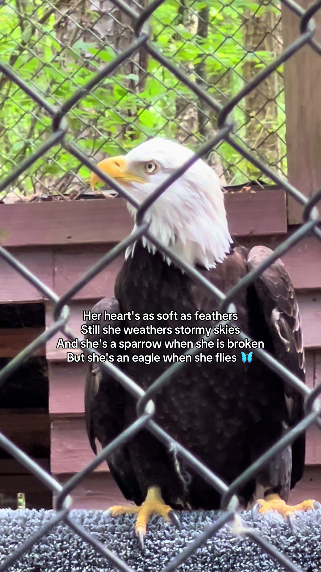 @Carolina Raptor Center