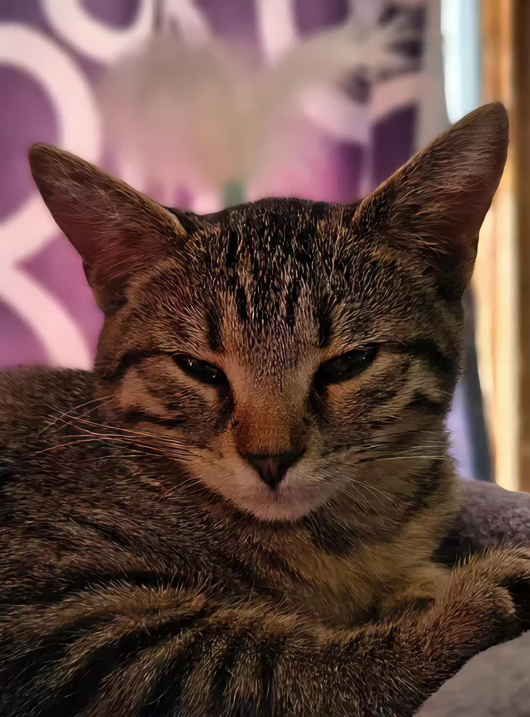 @Pickles the cat