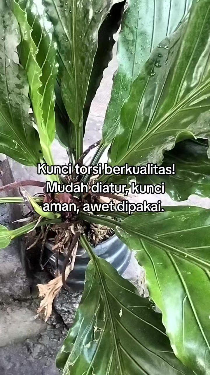 @Ayuu