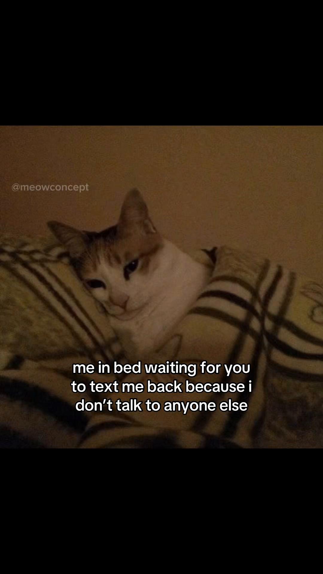 @meowconcept