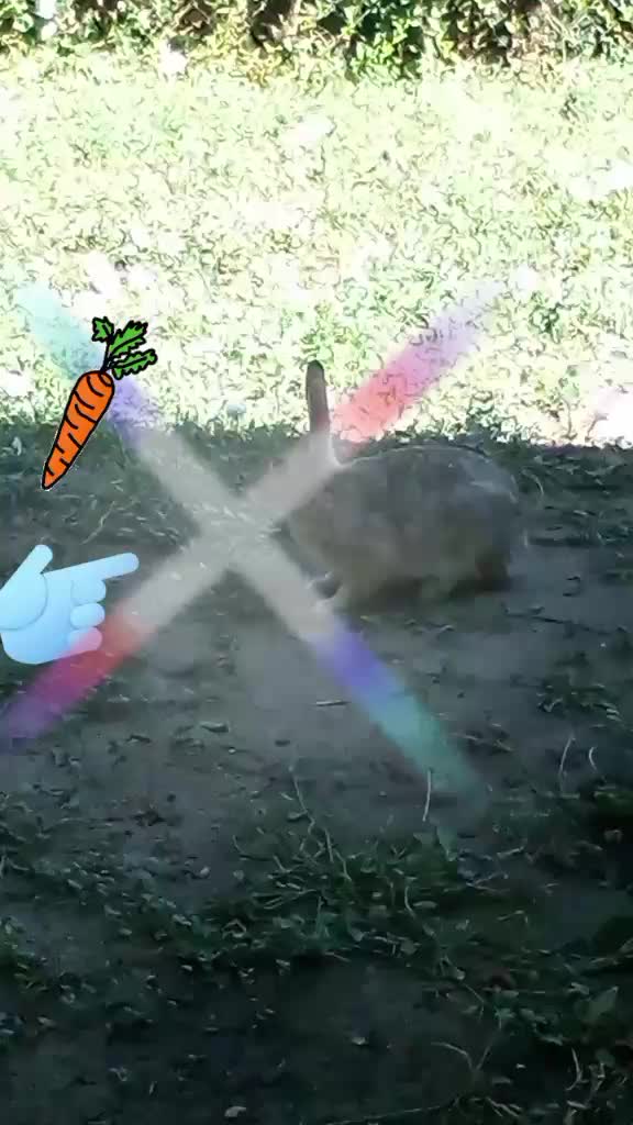 @🌈*1GIZMO3*🌈🌈🌈
