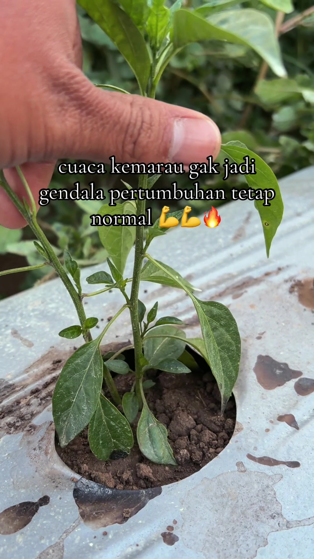 @nanda_setiawan_
