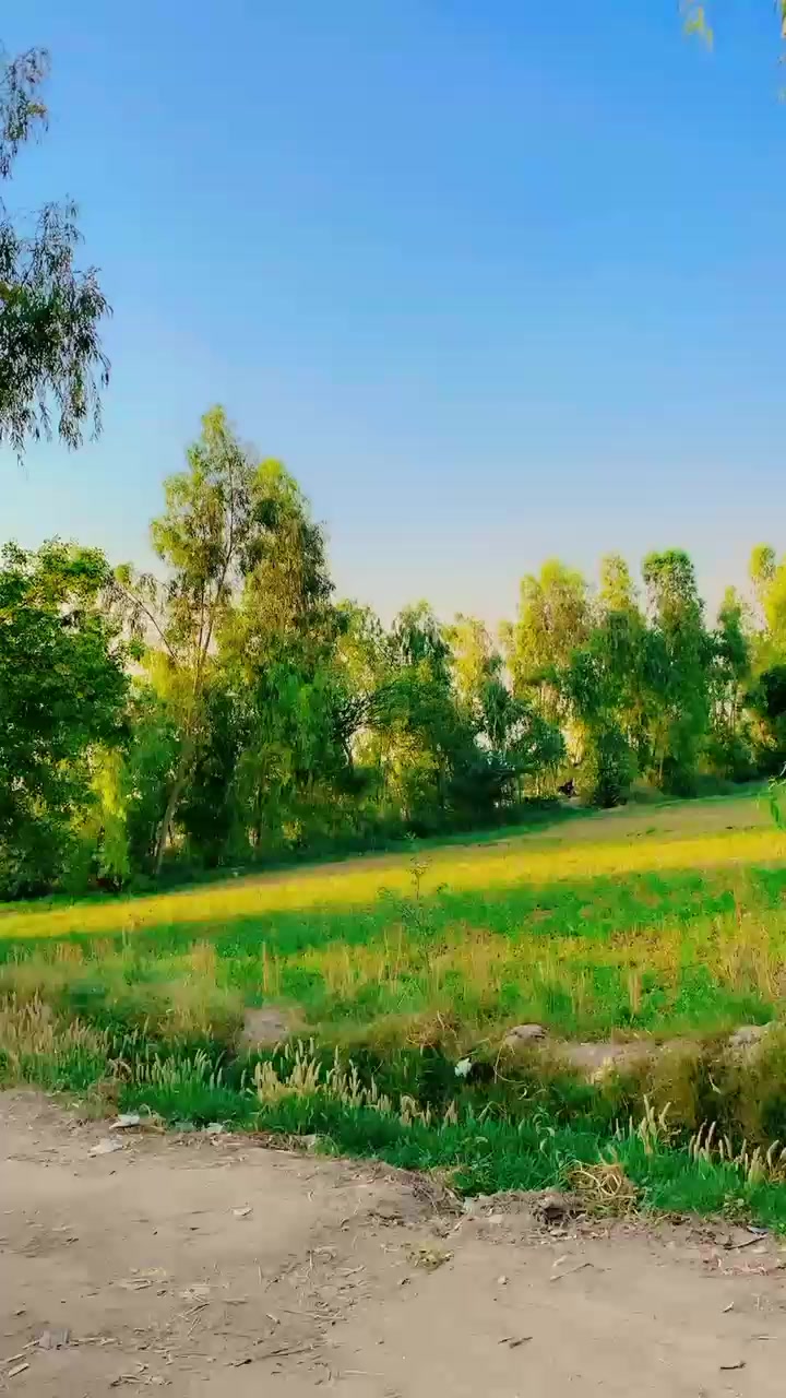 @boncer 420