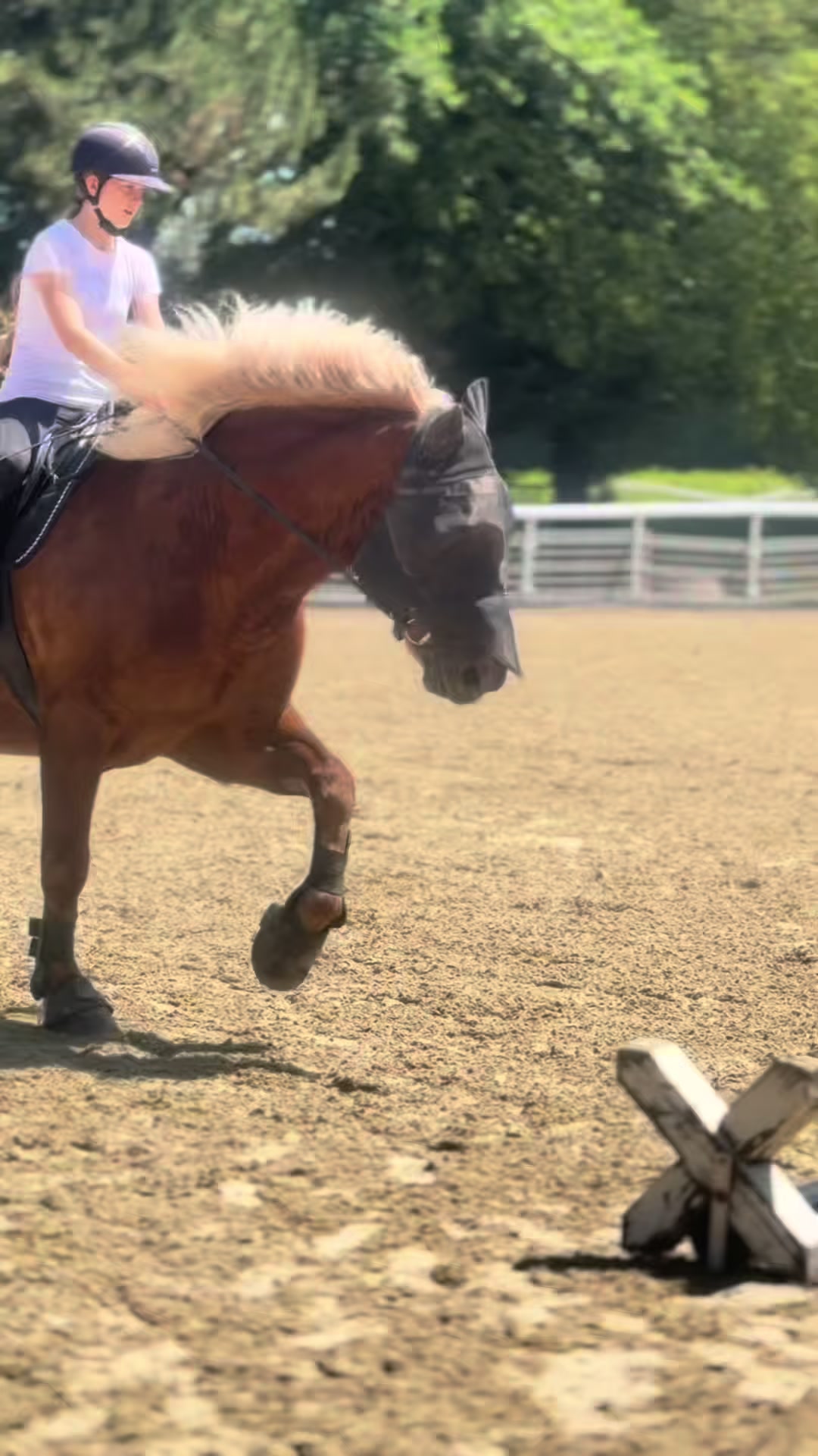 @_.coldblood.dressage_