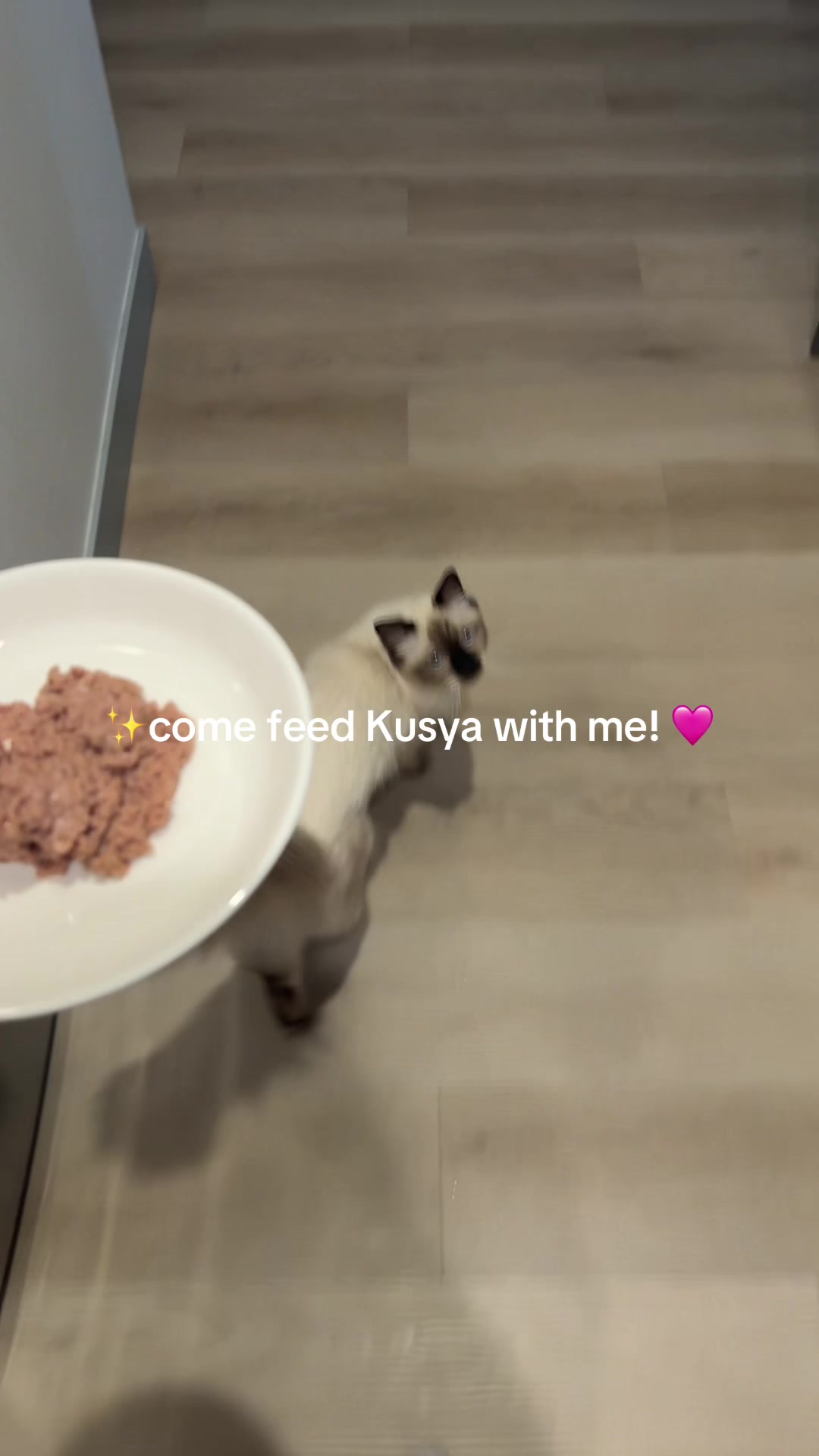 @kusya.the.cat