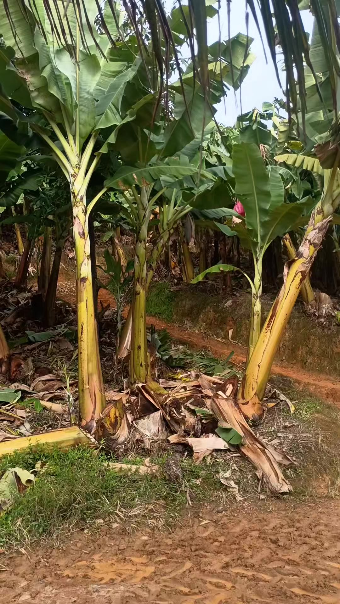 @vilmar alemão