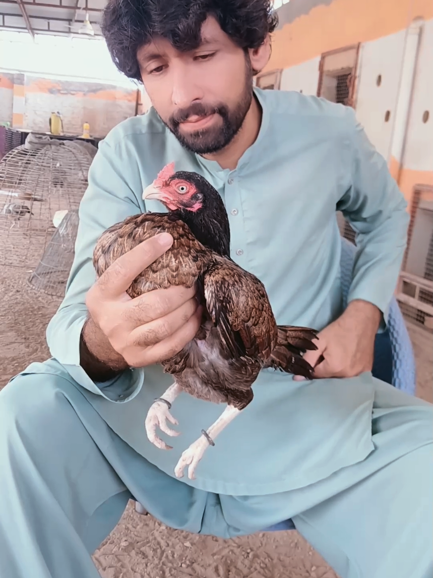 @Sajjad Aseel Farm