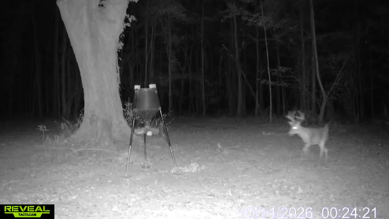 @Toi Batton_GIGI_WTBuckOutdoors