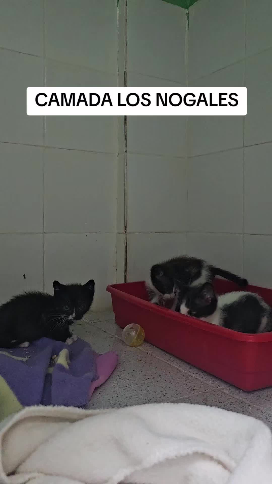 @SOS FELINA TENERIFE